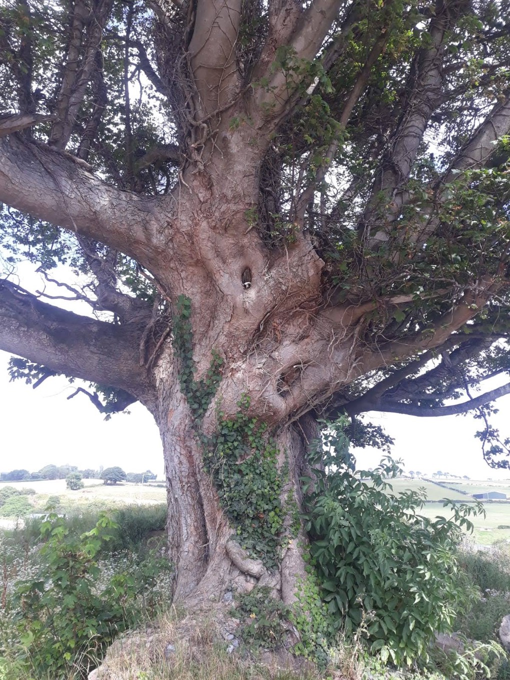 Large Tree